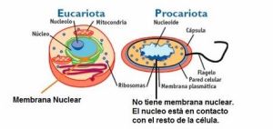 eucariota-procariota